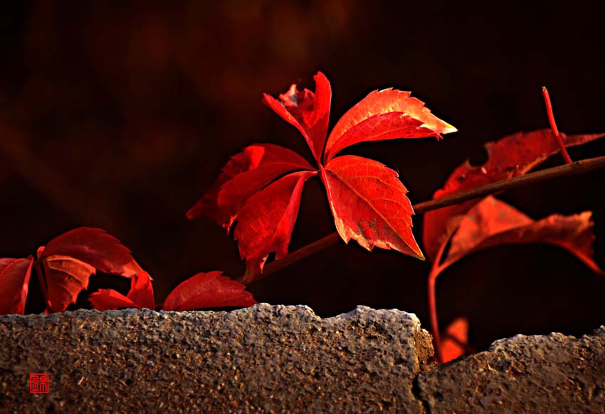DSC_8919.jpg