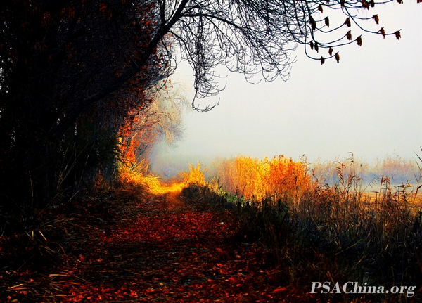 08.ƽƷ⡷Fog and light.jpg