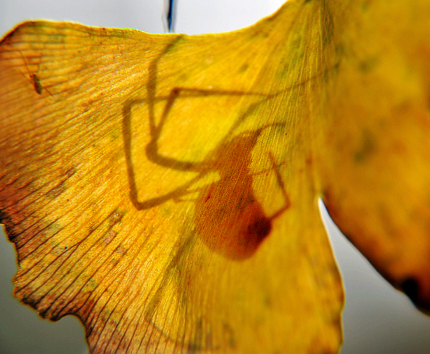 DSC_0220.JPG