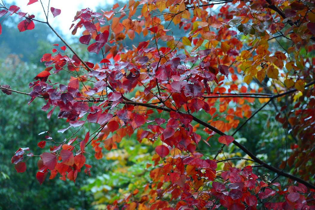 DSC_006.jpg