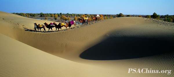 05.ԾƷɳĮ塷desert camel bell.jpg