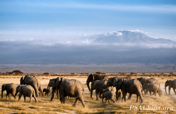 05.¦ƷɽKilimanjaro with elephants.jpg