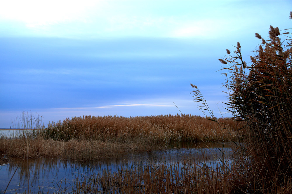IMG_8385.jpg