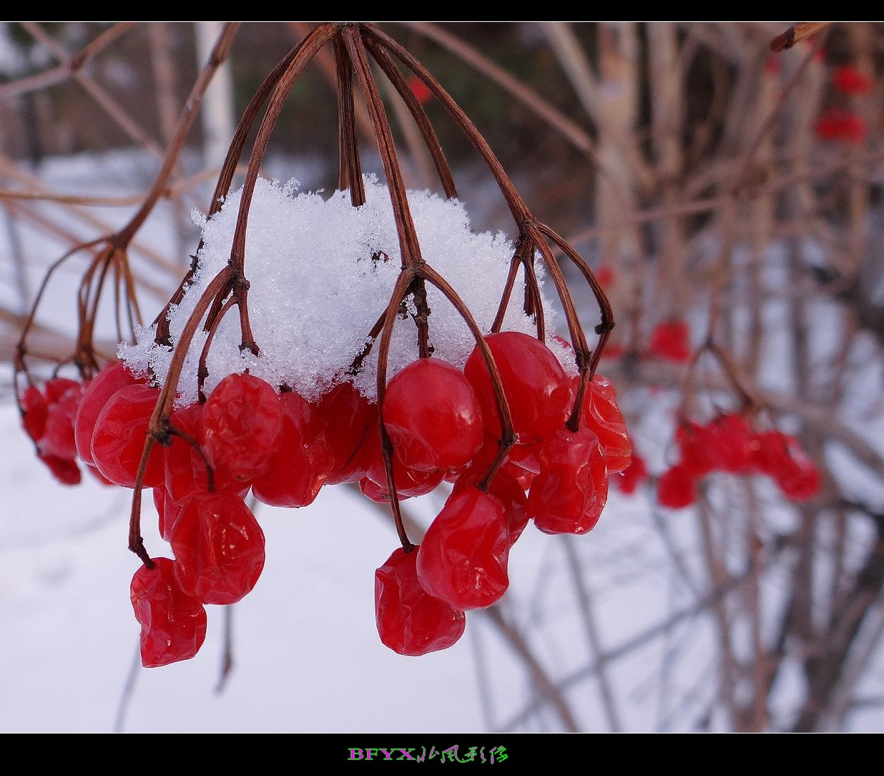 DSC02594_conew1.jpg