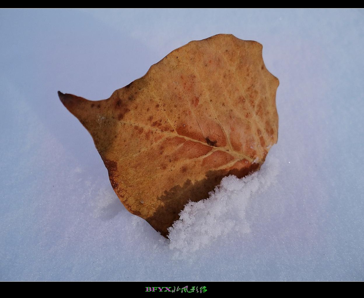 DSC02591_conew1.jpg