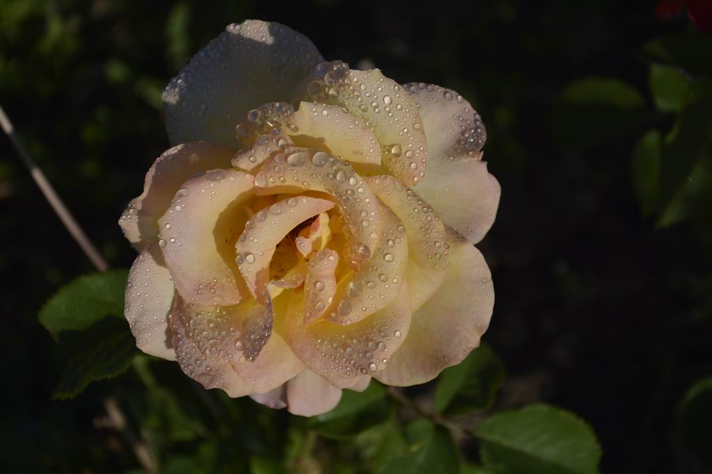 ҹӰ 001a.jpg