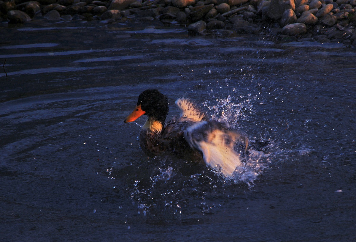 IMG_2603.JPG