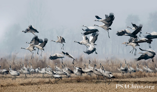 08.¦ƷҺסGrey Cranes.jpg