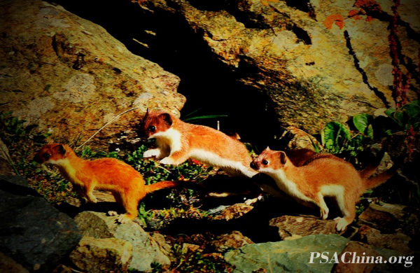 06.ԾƷɽThe weasel.jpg