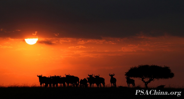 09.ФƷеĽThe wildebeest sunset.jpg