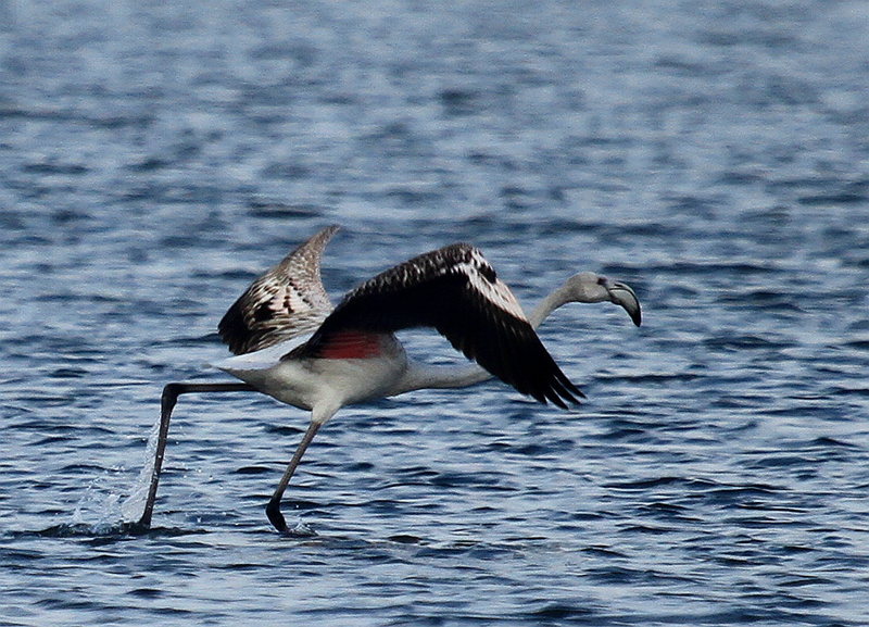 IMG_2869.JPG