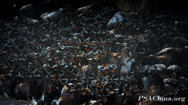 04ƷThe plight of wildebeest.jpg