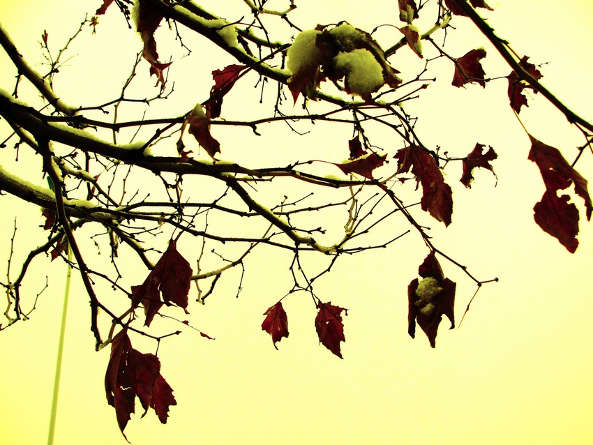 DSC02037b.jpg