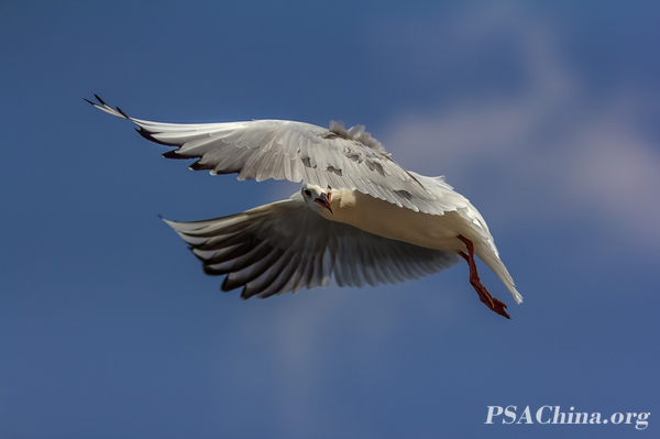 02.Ʒе͵Voyeur in flight.jpg