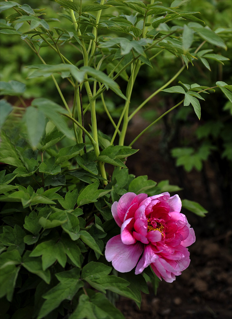 DSC_5372.JPG