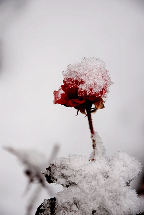 DSC_0036.JPG