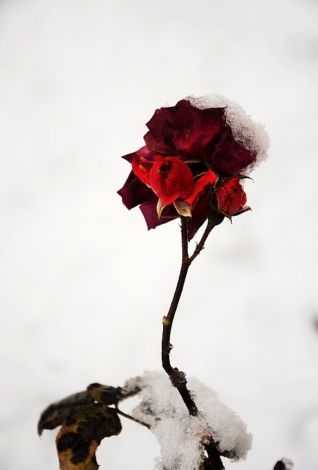 DSC_0050.JPG