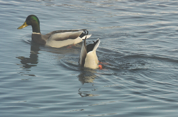 DSC_8958ab.jpg