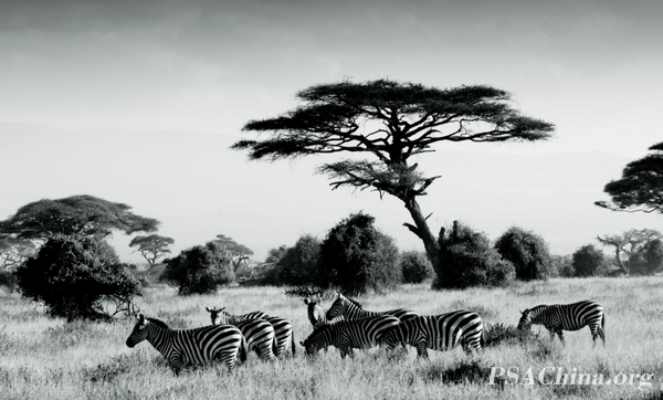 06.¦ƷʳݰGroup of Zebras.jpg