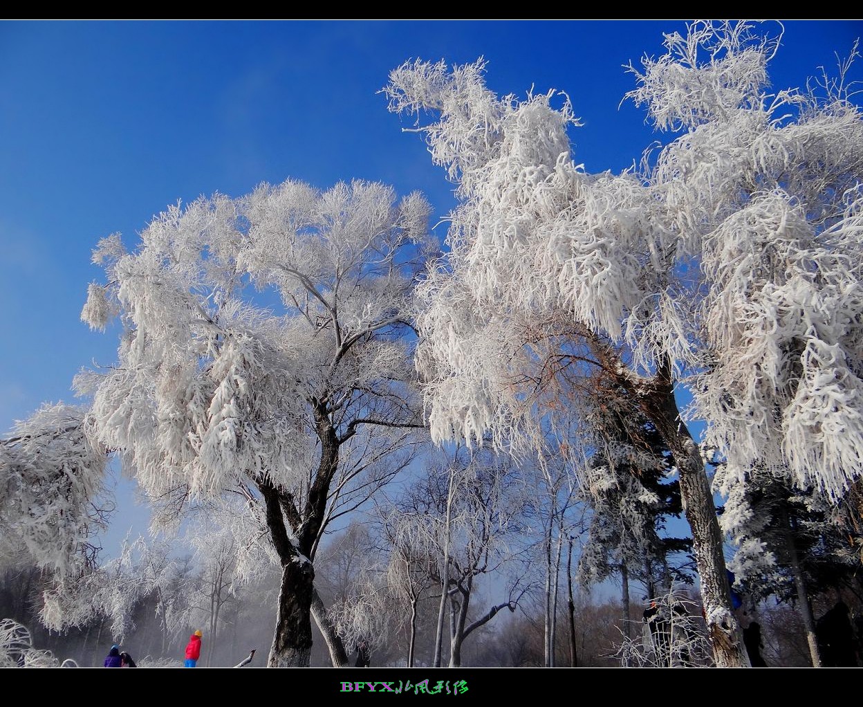DSC03320_conew1.jpg