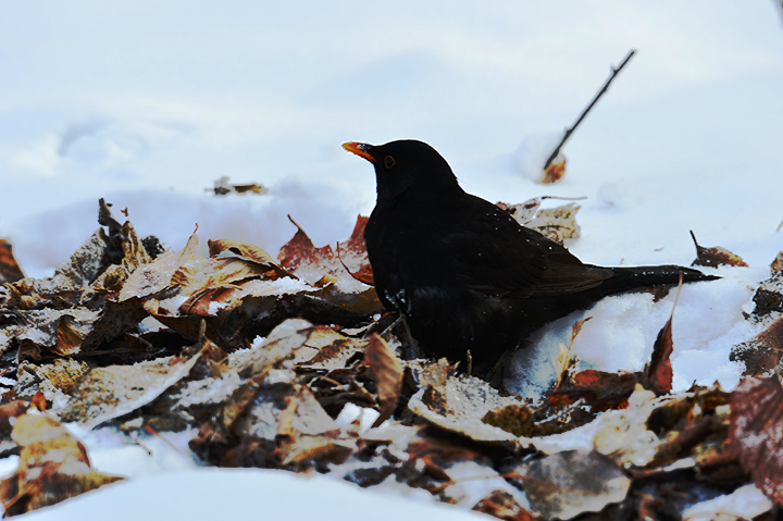 DSC_9707.jpg