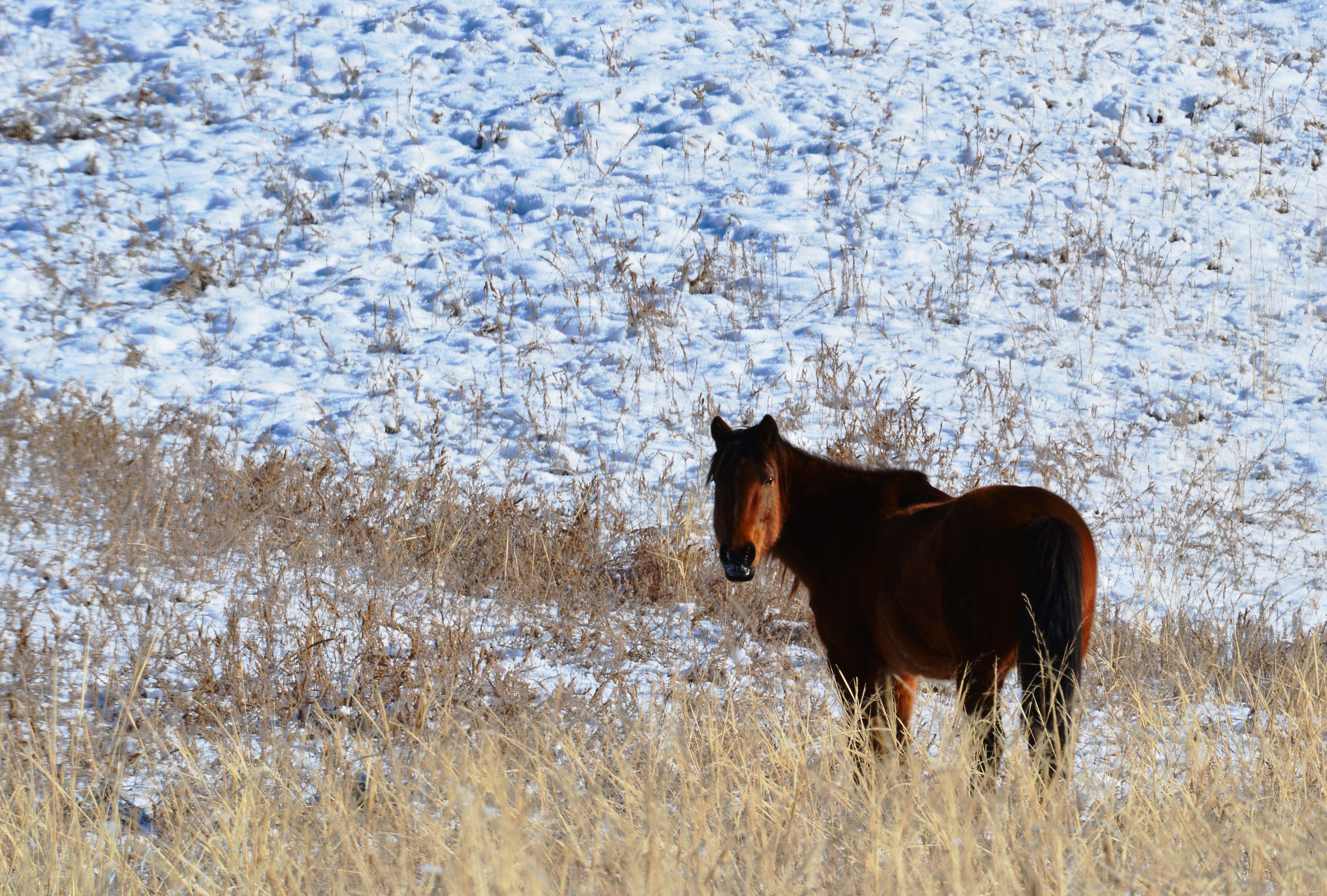 DSC_9971bb.jpg