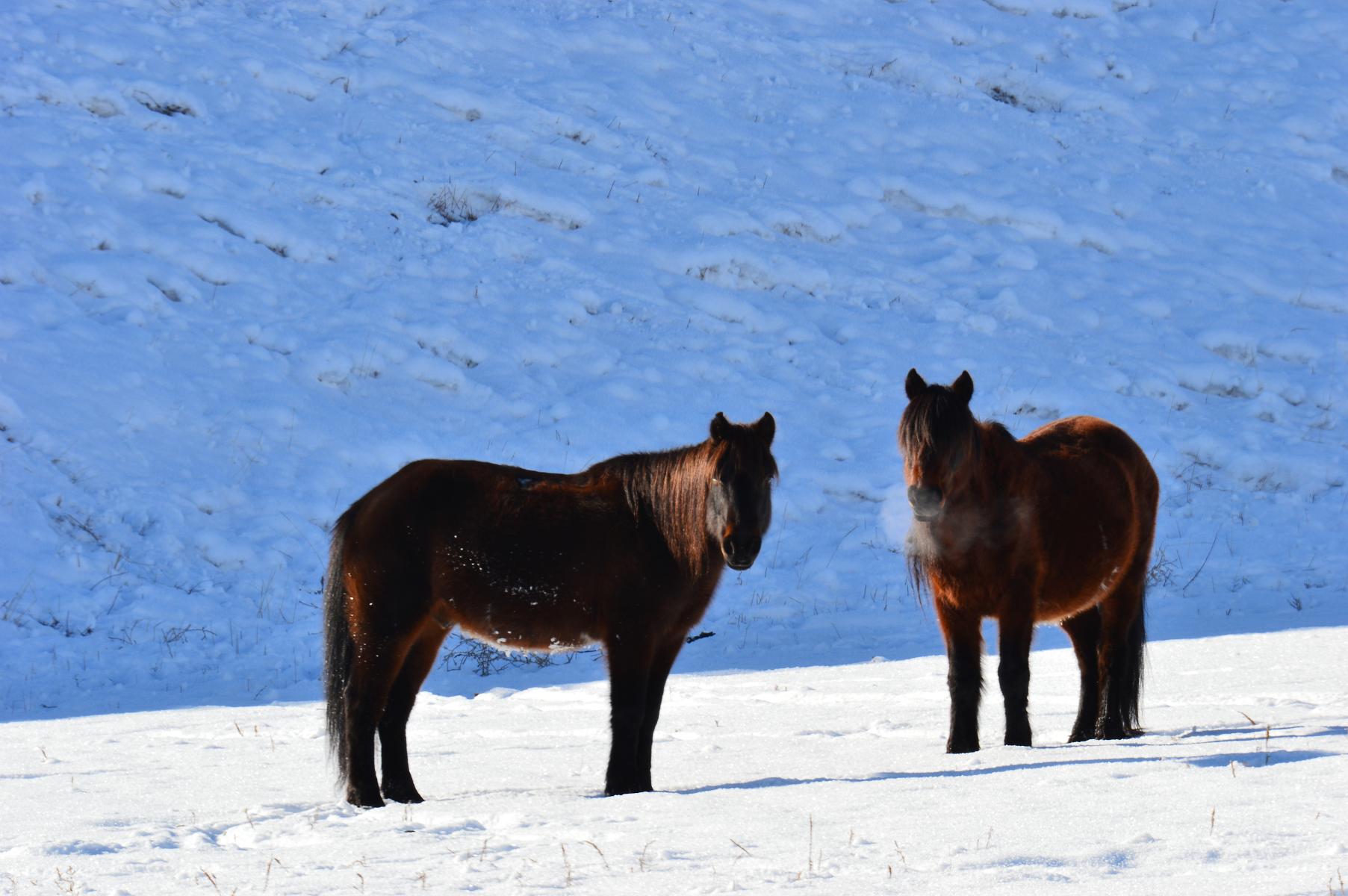 DSC_9981a.jpg
