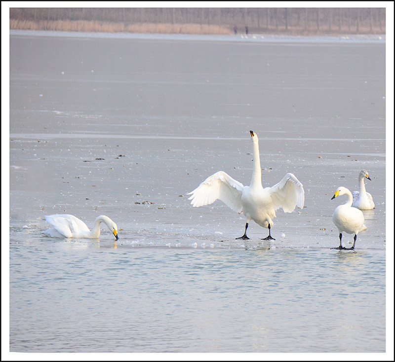 20131228ƽ½Ƭ 0661.jpg