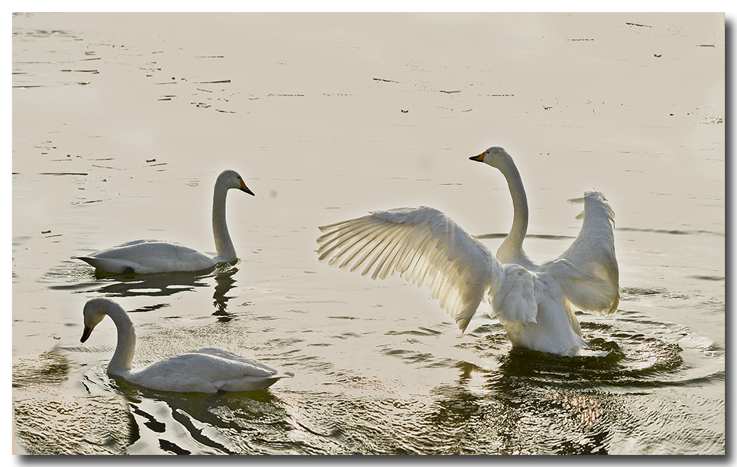 DSC_7066.jpg