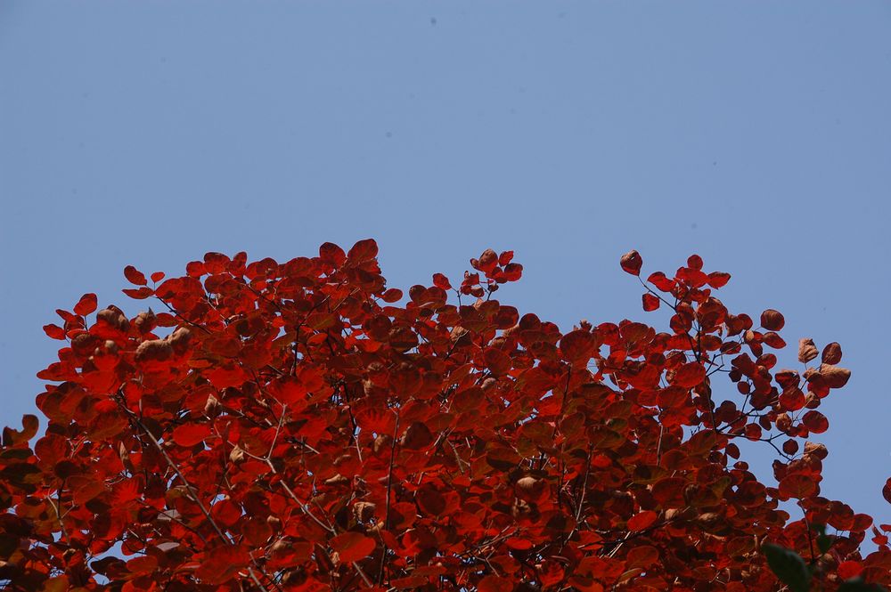 DSC_0212.JPG
