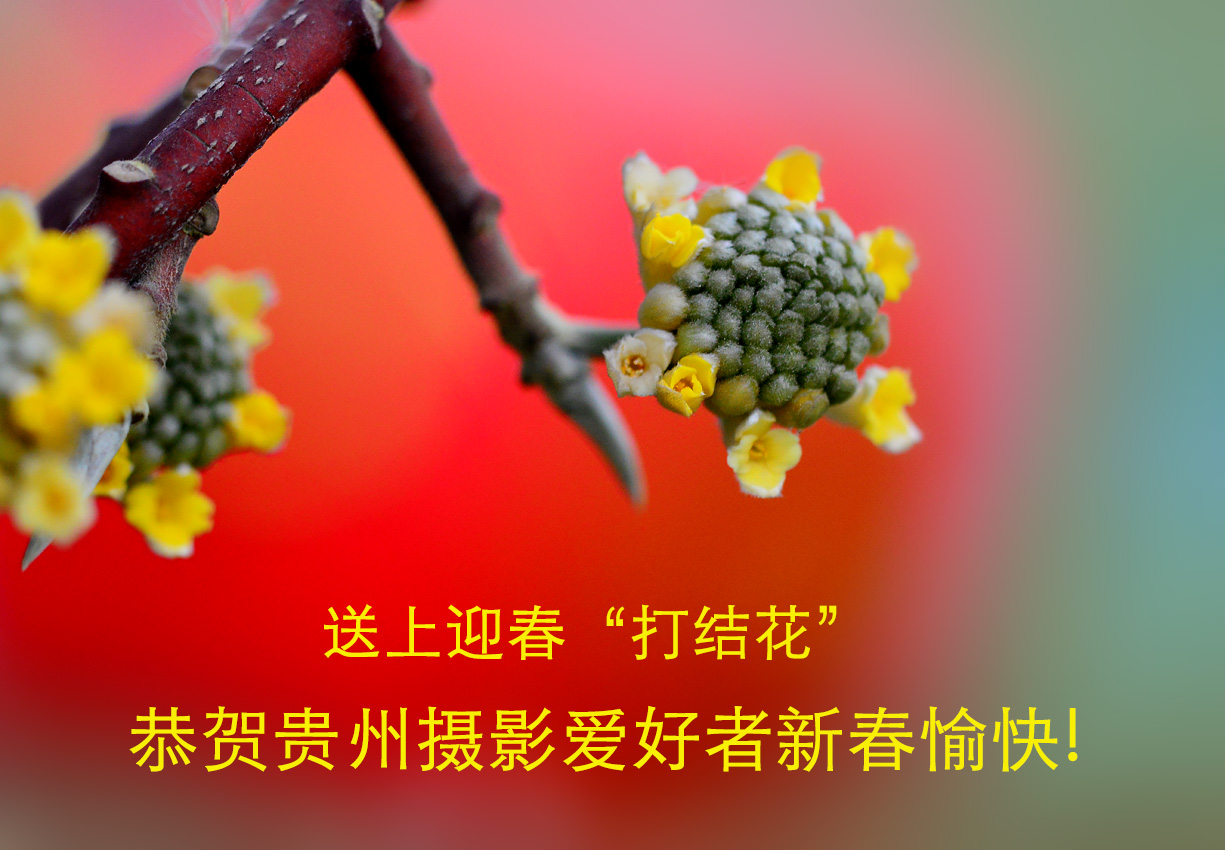 DSC_4423 A.jpg