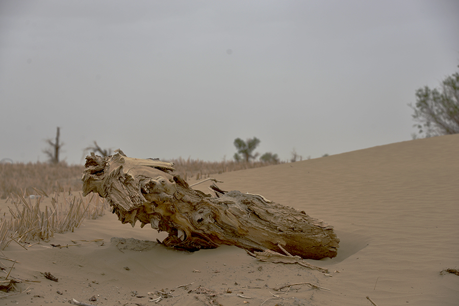 DSC_1185.JPG