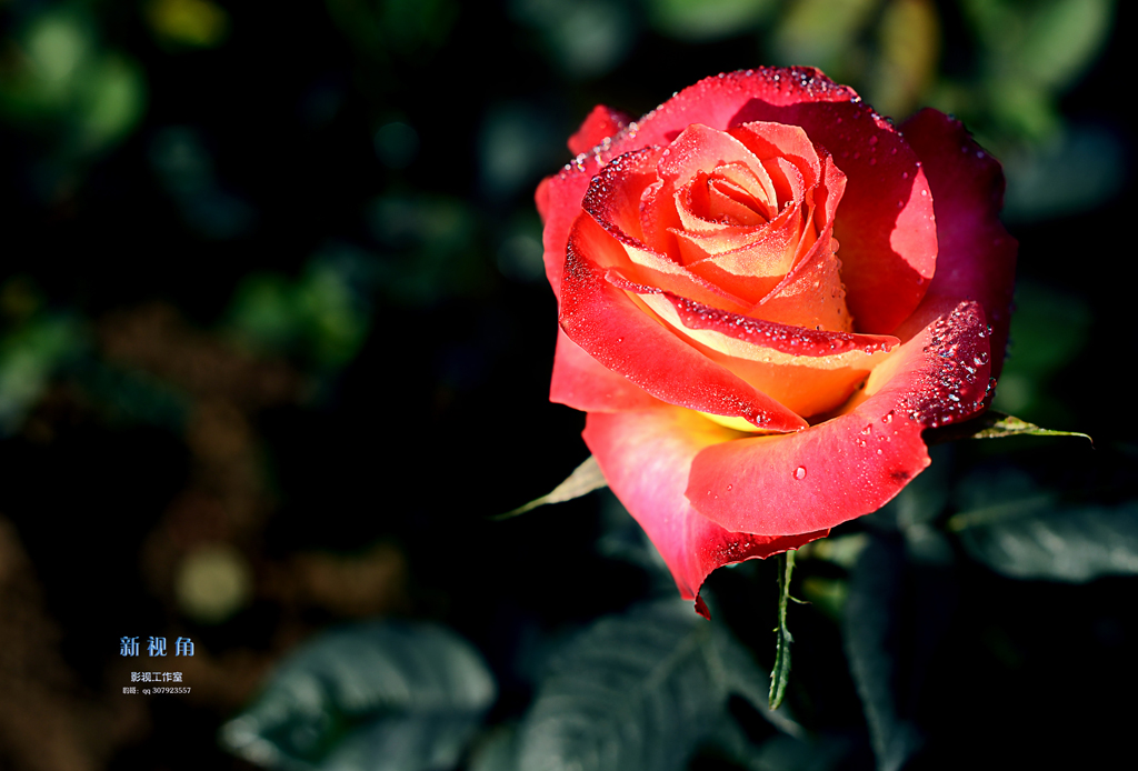 DSC_3081.jpg