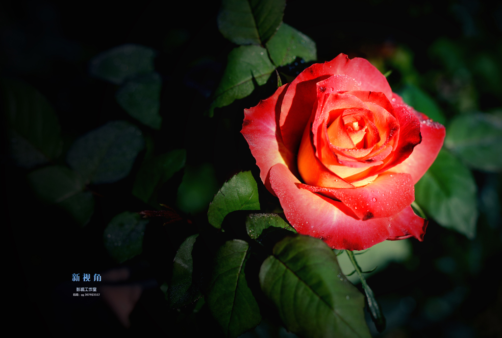 DSC_3080.jpg