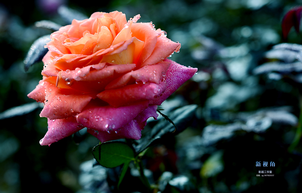 DSC_3045.jpg