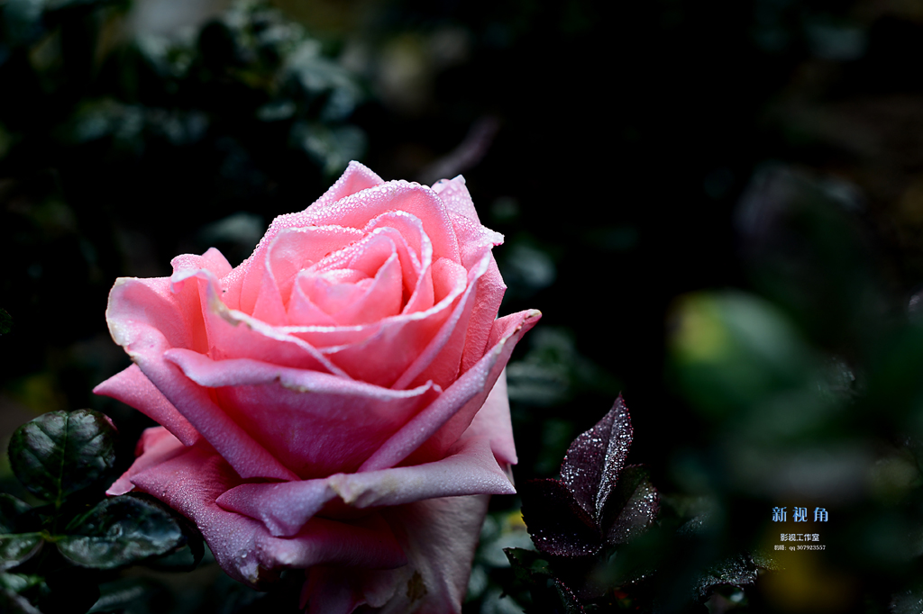 DSC_3046.jpg