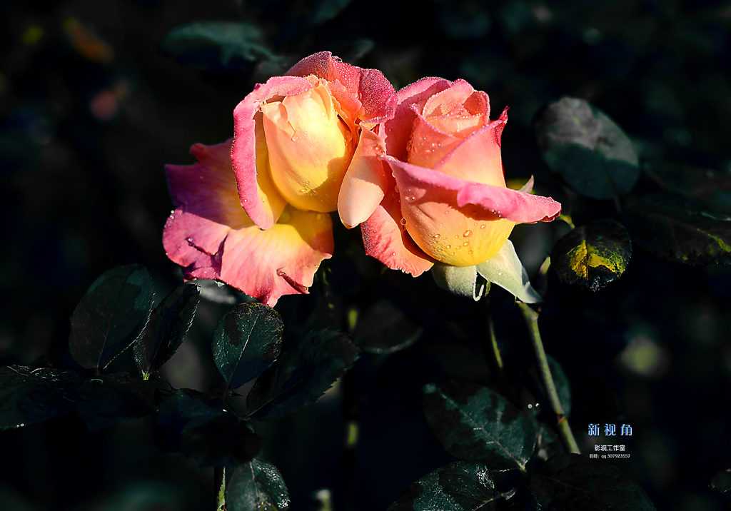 DSC_3049.jpg