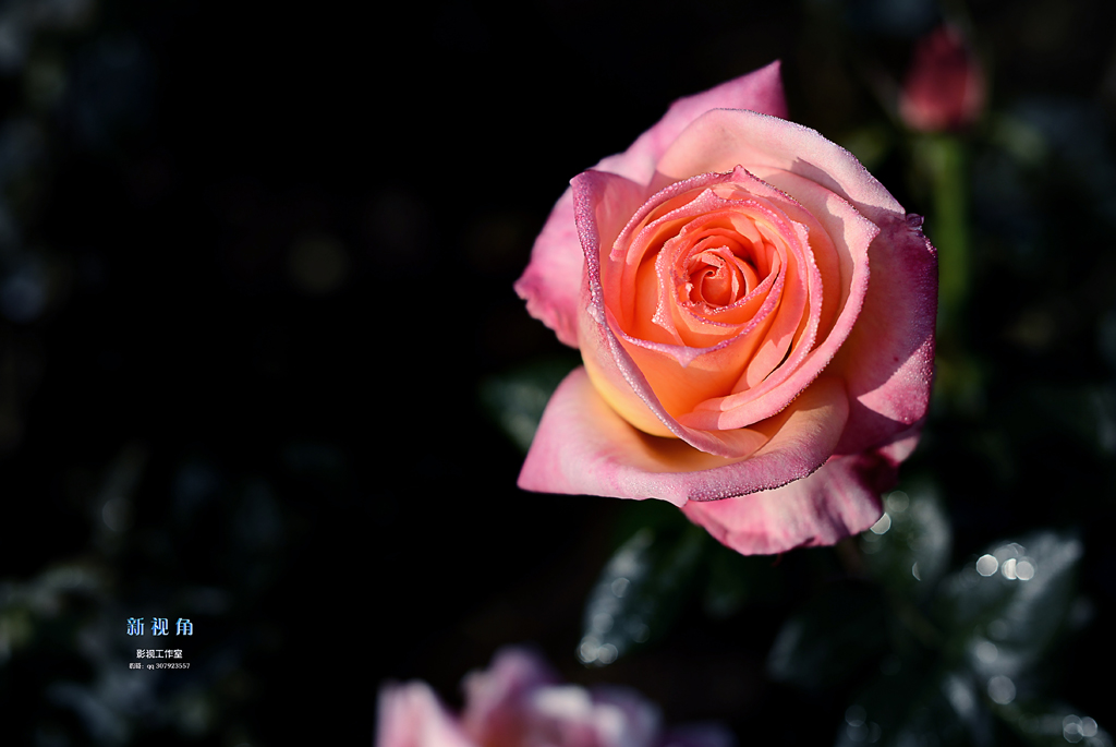 DSC_3053.jpg