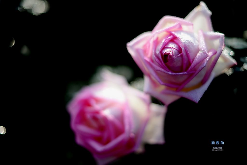 DSC_2936.jpg