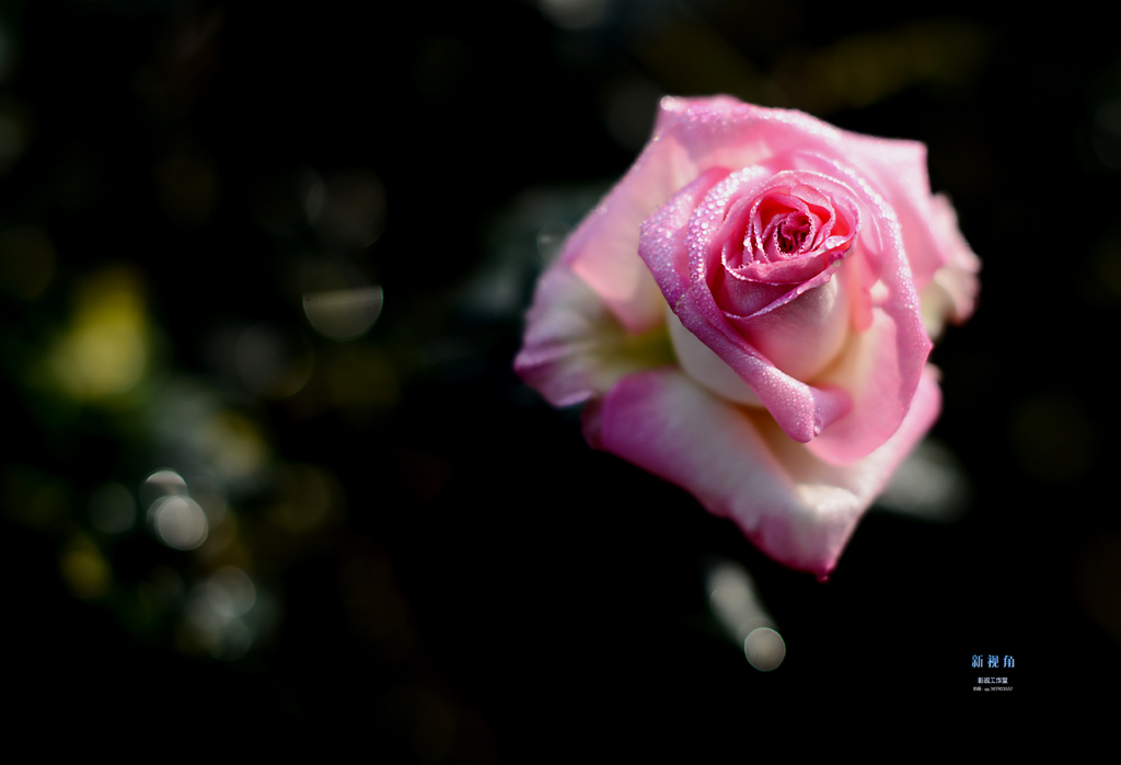 DSC_2930.jpg