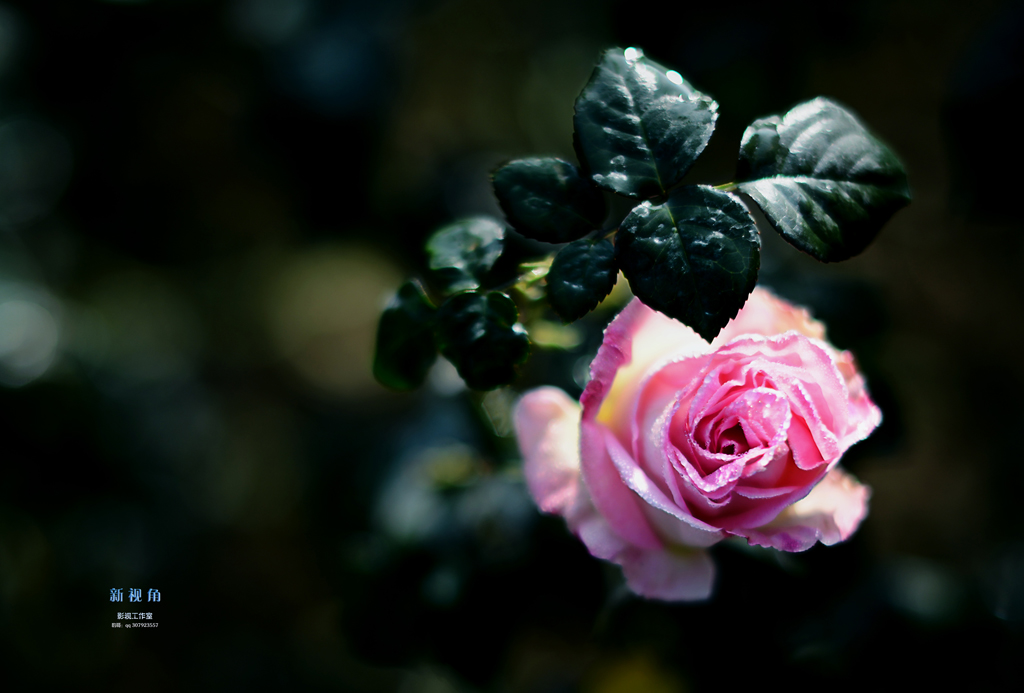 DSC_2939.jpg
