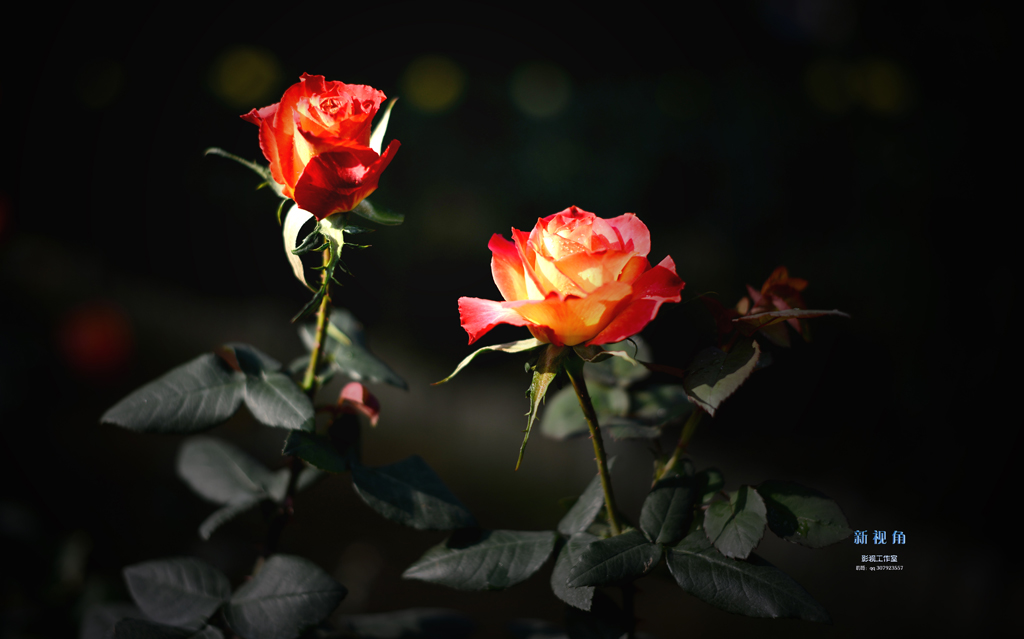 DSC_3105.jpg