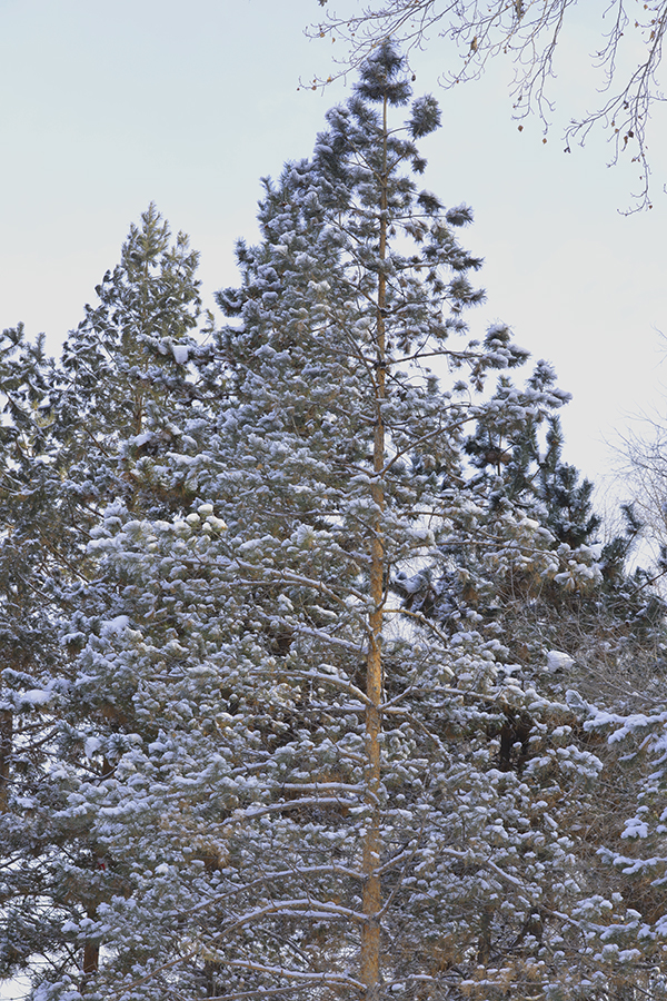 DSC_0010.JPG