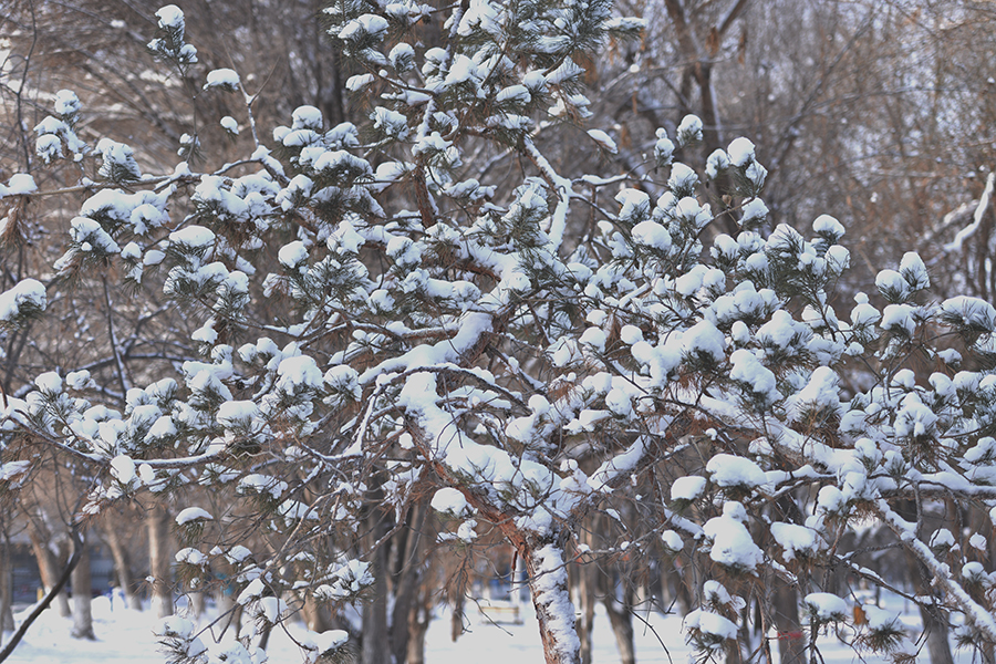 DSC_0062.JPG
