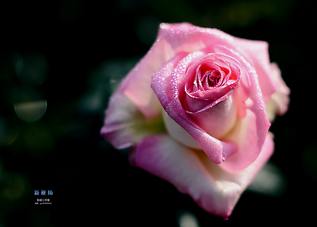 DSC_2930.jpg