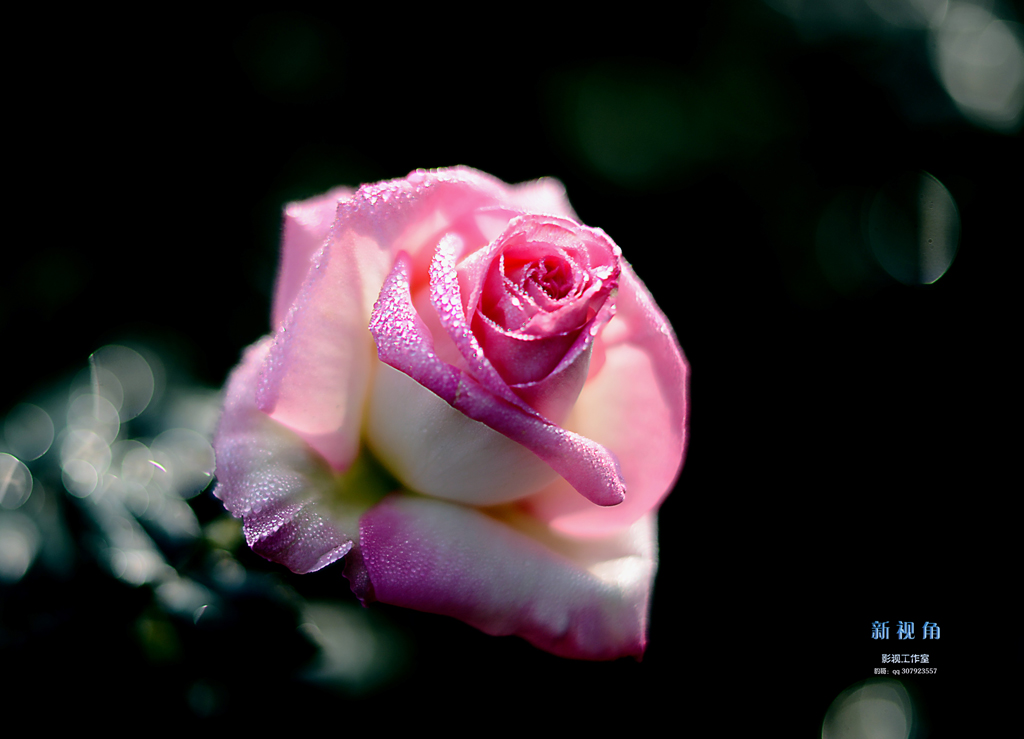 DSC_2929.jpg