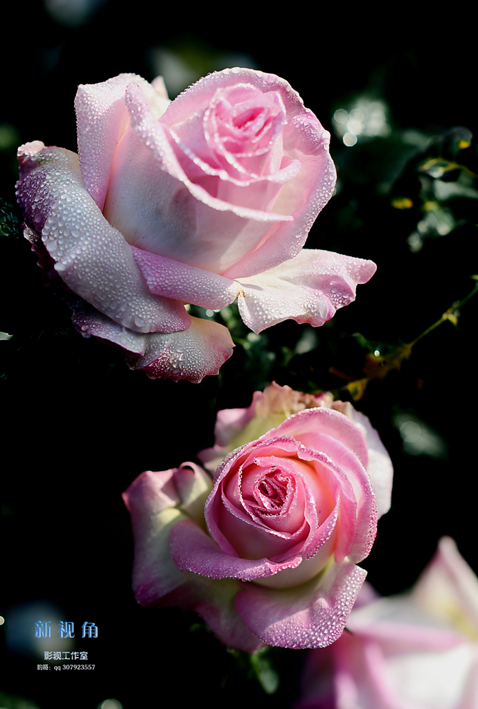 DSC_2937.jpg