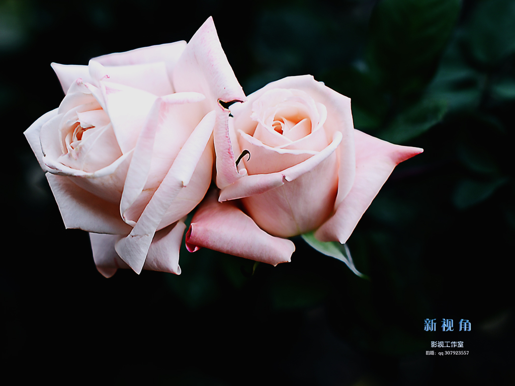 DSC_3145.jpg