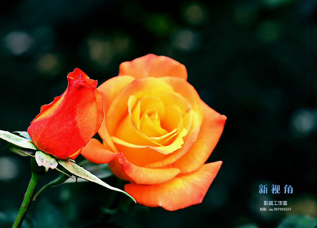 DSC_3152.jpg
