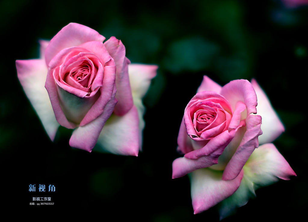DSC_3168.jpg